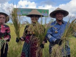 Wujudkan Kedaulatan Pangan, Gubernur YS Bersama Petani Panen Padi di Bolsel