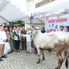 Berbagi Keberkahan Idul Adha, Gerindra Tomohon Serahkan Hewan Kurban di Masjid Nurul Iman Kampung Jawa