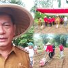 Banteng Tomohon Jalankan Pesan Megawati Tanam Bibit Jagung Menjaga Ketahanan Pangan