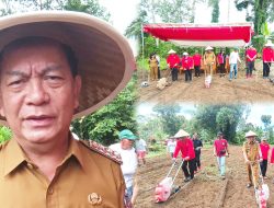 Banteng Tomohon Jalankan Pesan Megawati Tanam Bibit Jagung Menjaga Ketahanan Pangan