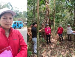 Gara-gara Uap Rusak Perkebunan, Pihak PGE Terancam Diseret ke Pengadilan oleh 15 KK Petani Asal Pangolombian